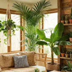 Un salon baigné de lumière, où les **motifs végétaux** des plantes luxuriantes créent une atmosphère tropicale apaisante. Canapé en rotin, coussins texturés.