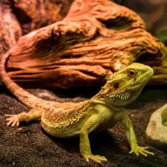 Czym jest terrarium? Twój przewodnik po świecie hodowli zwierząt