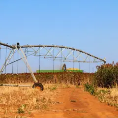 Champ de sorgho sucrier en récolte, avec une moissonneuse-batteuse et un système d'irrigation en premier plan.