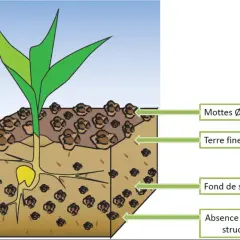 Illustration d'un jeune plant de colza avec ses racines, montrant la profondeur de semis idéale : terre fine, rappuyée, sans obstacles structuraux.