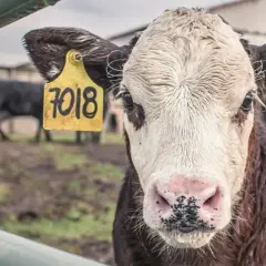 Młoda krowa z żółtą metką "7018" na uchu. W tle inne bydło, budynki gospodarcze. Obraz przypomina o zagrożeniu chorobą wściekłych krów.