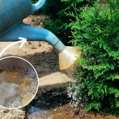 Podlewanie tui wodą z gotowanych ziemniaków to prosty sposób na naturalne nawożenie.