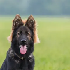 Portret długowłosego owczarka niemieckiego na tle zielonej łąki.