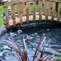 Un héron, ou plutôt des canards, nagent dans un bassin sous un pont en bois.
