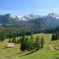 Łagodne zbocza i lasy Tatr, idealne na pierwsze szlaki turystyczne w Zakopanem. Widok na ośnieżone szczyty.