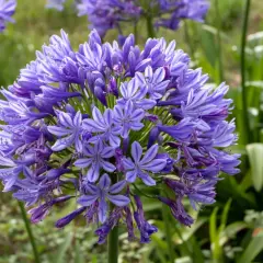 Gros plan sur une ombelle d'agapanthes bleues, prêtes pour l'arrosage. Les fleurs en forme d'étoile sont d'un bleu profond avec des rayures plus claires.