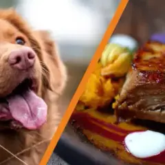 Kości z żeberek dla psa: Śmiertelne ryzyko? Werdykt weterynarza