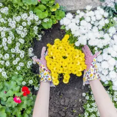 Ręce w rękawiczkach trzymają bukiet żółtych chryzantem, otoczonych białymi i czerwonymi kwiatami. Czy chryzantemy są wieloletnie?