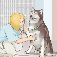 Veterinario examina a un husky con un estetoscopio, mostrando cómo ganarse la confianza de un perro con paciencia y cuidado.