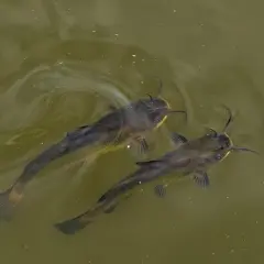 Dos peces gato nadan juntos en aguas turbias, sus barbillones apuntan hacia adelante.
