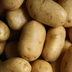 Stos ziemniaków, idealnych na chrupiące frytki.