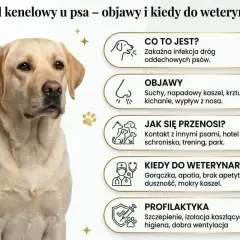 Labrador z objawami kaszlu kenelowego, który może objawiać się kichaniem. Informacje o chorobie psa.