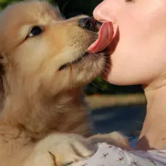 Un tierno cachorro golden retriever lame la nariz de una persona. Es una muestra de afecto, una pregunta de "porque mi perro me lame".