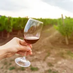 Ręka trzyma kieliszek czerwonego wina na tle winnicy. To idealne miejsce, by poczuć smak krainy z kiszyniowem.