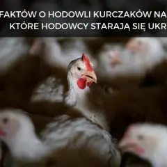 Ile trwa hodowla kurczaka? Zaskakujące fakty o czasie wzrostu