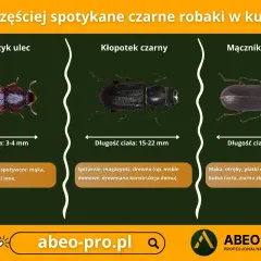 Trzy rodzaje małych czarnych robaków podobnych do pluskiew: trojszyk ulec, kłopotek czarny i mącznik młynarek, z opisami ich wielkości i miejsc występowania.