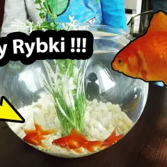 Ile kosztuje złota rybka w kuli? Sprawdź ceny i wymagania opieki
