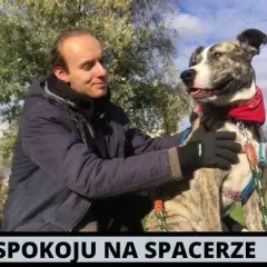 Jak wytresować amstaffa: skuteczne metody i najczęstsze błędy