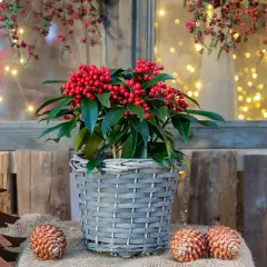 Piante natalizie da esterno con bacche rosse brillanti, in un cesto grigio, accanto a pigne e un albero di metallo. Luci soffuse sullo sfondo.