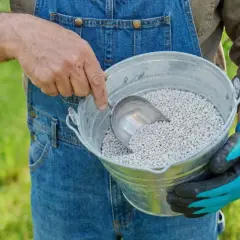 Ogrodnik w ogrodniczkach nabiera łopatką wapno na trawnik z metalowego wiadra.