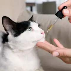 Un chat noir et blanc regarde une pipette de CBD. On administre le produit, en espérant éviter les cbd chat effets secondaires.
