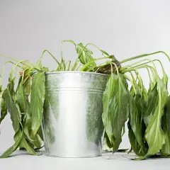 Plante d'intérieur, un lierre d'intérieur qui meurt, ses feuilles vertes sont tombantes et flétries dans un pot en métal.
