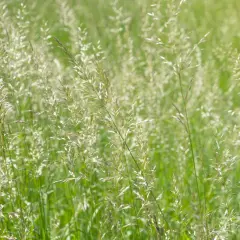 Łąka pełna kwitnącego, cennego trawy pastewnej rajgrasu, połyskującego w słońcu.