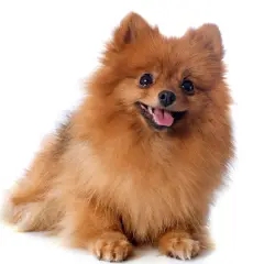 Adorable perro pomsky de pelaje naranja y blanco, con ojos oscuros y expresivos, y una lengua rosada asomando.
