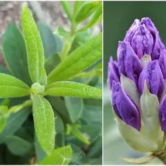 Zielony, puszysty liść rododendronu obok fioletowego pąka. Czekamy, aż rododendron nie kwitnie, ale nadzieja na piękny kwiat pozostaje.