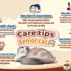 Care tips for senior cats: regular health checks, observing symptoms, clean environment, play, and appropriate food.