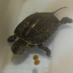 Una pequeña tortuga china de tres crestas nada en agua clara, con dos bolitas de comida flotando cerca.