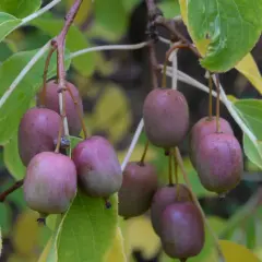 En klase små, lila kiwifrukter hänger från en gren, ett bevis på att det går att odla kiwi i Sverige.