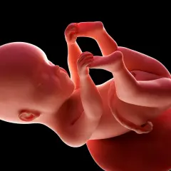 Dziecko w 25 tygodniu ciąży, z dłońmi przy twarzy, rozwija się w łonie matki.