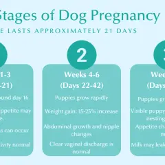 Learn how to tell if your dog is pregnant by observing changes in weeks 1-3, 4-6, and 7-9, including appetite shifts and physical signs.