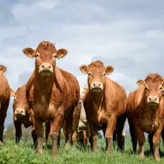 Un gruppo di mucche brune pascola in un prato verde. Un tipico allevamento nelle Marche, con cielo nuvoloso sullo sfondo.