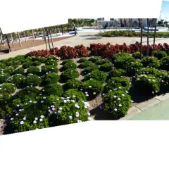 Un paseo por una zona verde en Almería, con arbustos floridos y palmeras.