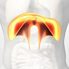 Anatomical illustration showing the diaphragm, a muscle involved in breathing. This image can help visualize conditions like przepuklina piersiowa.