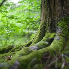 Korzenie drzewa porośnięte mchem, otoczone zielonym, bujnym podszytem leśnym.