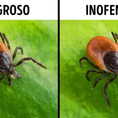 La garrapata más peligrosa: enfermedades y riesgos para la salud humana