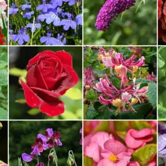 Kolorowe kwiaty, co kwitnie w lipcu: mieczyki, róże, budleja, lobelia, wiciokrzew, tulipanowiec, malwa, groszek pachnący, begonia, powojnik.