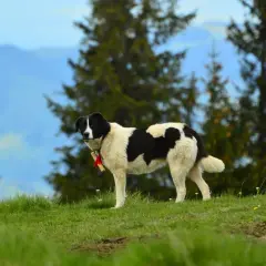 Gdzie na spacer z psem w Lubelskiem? Odkryj najlepsze miejsca