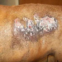 A dog's flank shows a large, crusty lesion with white and pinkish deposits, indicative of calcinosis cutis.