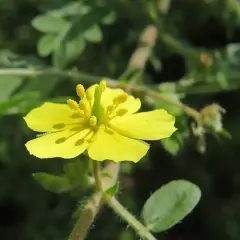 Un fiore giallo brillante della tribolo pianta, con petali delicati e stami evidenti, si staglia su uno sfondo verde sfocato.
