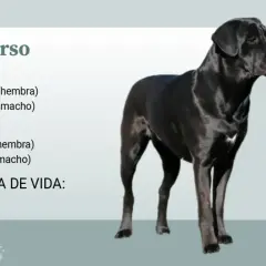Un imponente cane corso adulto, negro y musculoso, posa con elegancia. La imagen detalla su tamaño, peso y esperanza de vida.