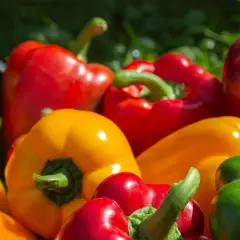 Kolorowe papryki na trawie. Zastanawiasz się, ile kalorii ma papryka? To niskokaloryczne warzywo, idealne do zdrowej diety.