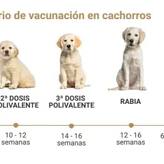Calendario de vacunación para cachorros: 1ª dosis trivalente, 2ª y 3ª polivalente, rabia y refuerzo trivalente.