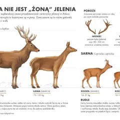 Łania, czyli samica jelenia, prezentowana obok samca. W tle widoczna jest również sarna.