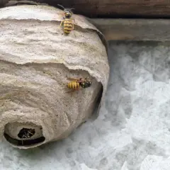 Osy krążą wokół swojego papierowego gniazda, przygotowując się do opuszczenia go.