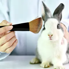 Królik testowany przez marki, które testują na zwierzętach. Pędzel do makijażu zbliża się do jego pyszczka.