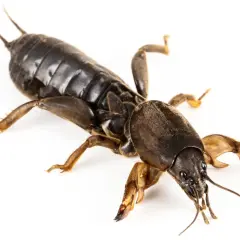 Un grillo talpa con le sue zampe anteriori adattate per scavare, pronto a esplorare il sottosuolo.